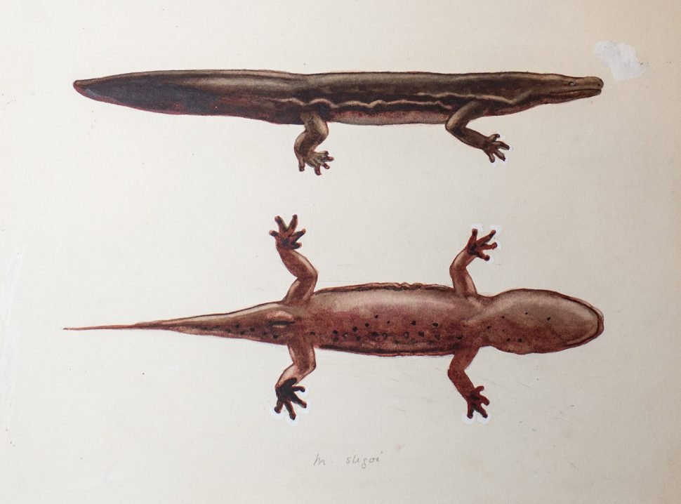 New species of giant salamander is world’s biggest amphibian – SciGlow