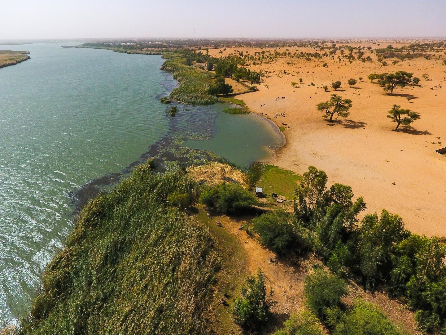 In this photo, the dark, patchy vegetation in the water is the ideal habitat for snails