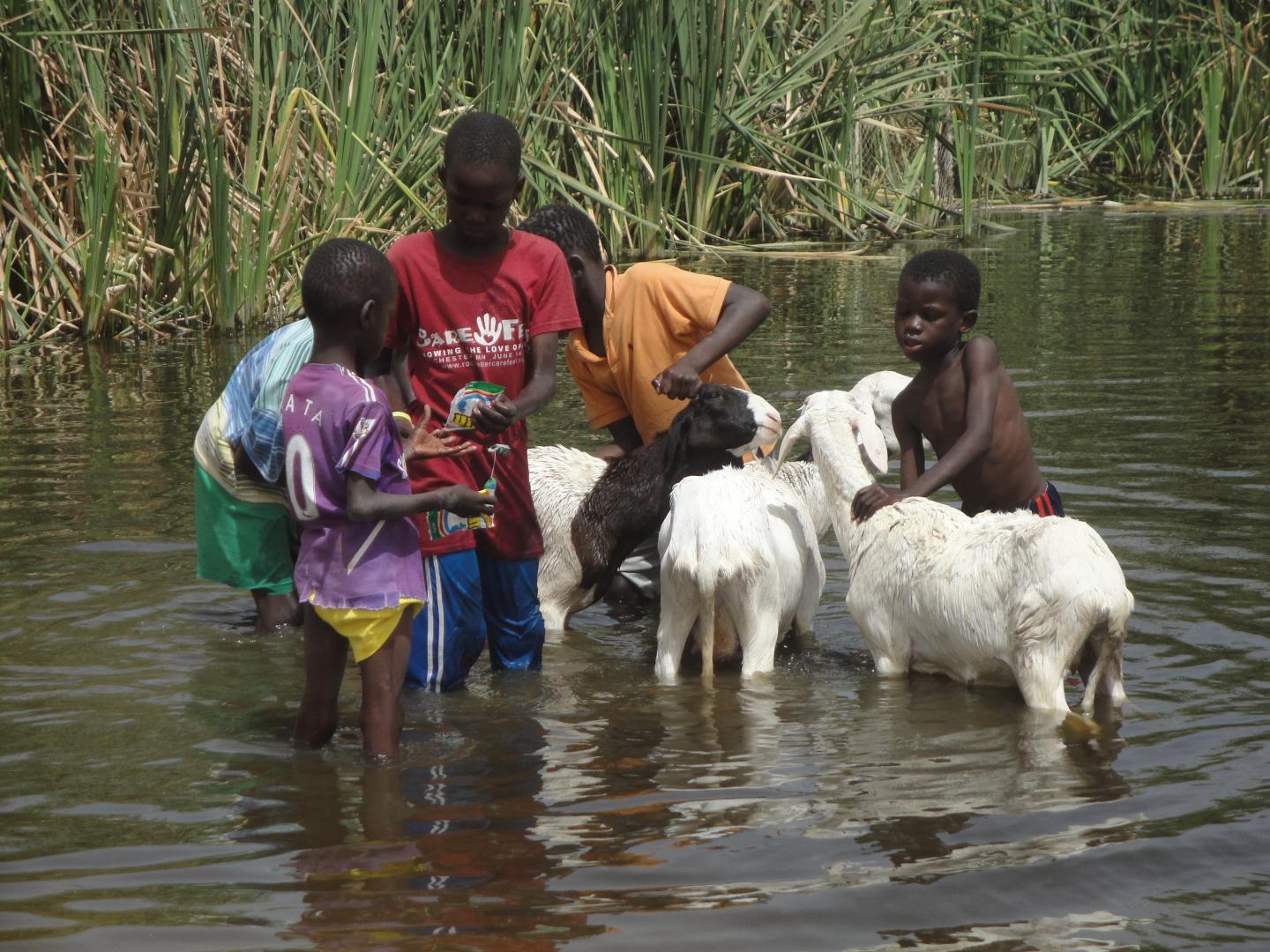 Children washing sheep in Penene