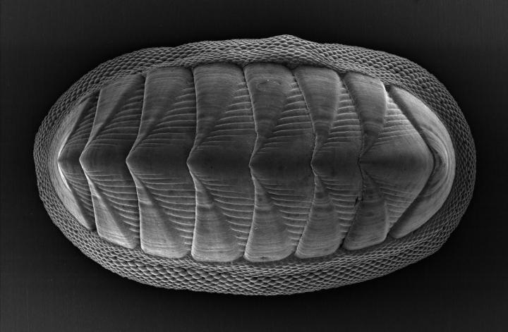 The chiton mollusk, which is about 1 to 2 inches long, has a series of eight large plates and is ringed by a girdle of smaller, more flexible scales. The mollusk is the inspiration behind a 3D printed armor.  CREDIT Virginia Tech