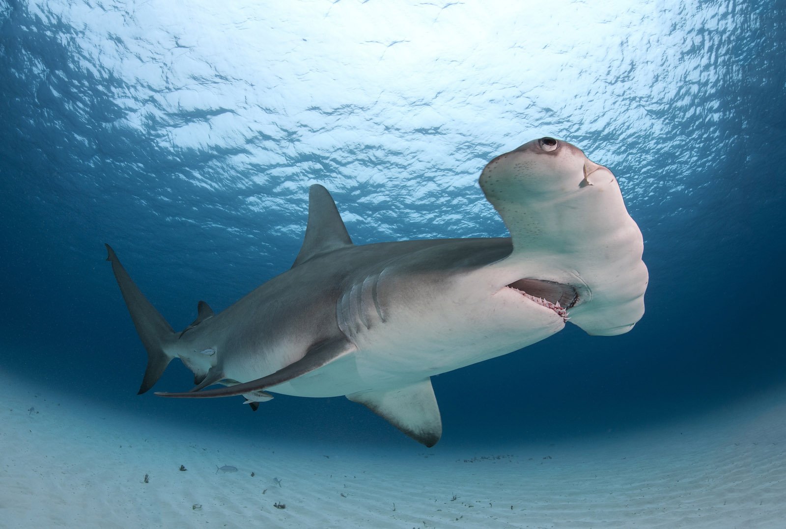 Great Hammerhead Shark is top of the food chain – new study – SciGlow ...