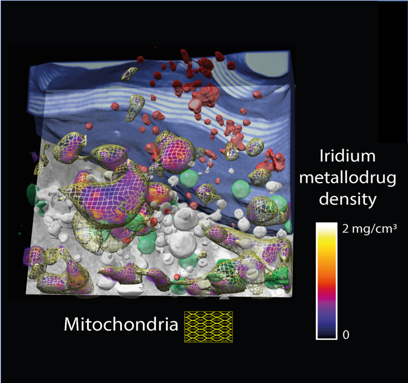 Iridium-based metallodrugs