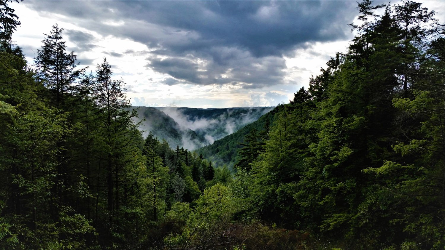 Plants use more water in soils leached by acid rain, West Virginia