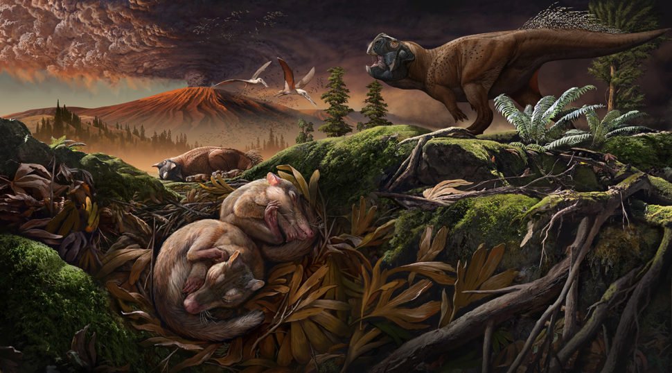 New early Cretaceous mammal fossils bridge a transitional gap in ear’s ...