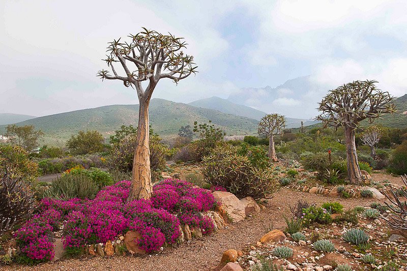 Растения восточной африки. ЮАР Цветущая Капская провинция.